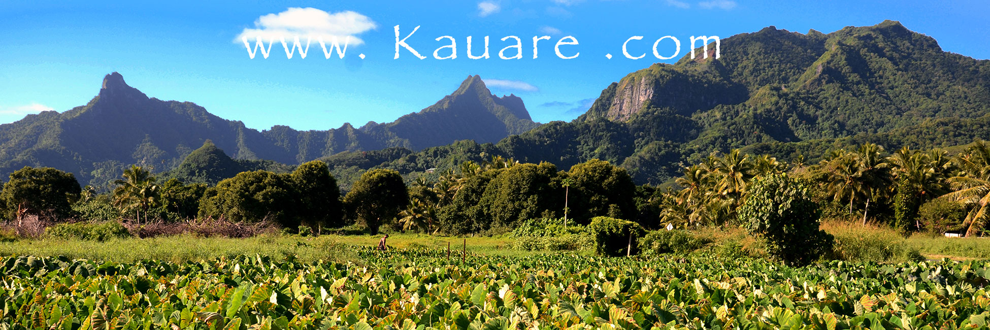 View of taro plantation and mountains of Rarotonga, Cook Islands